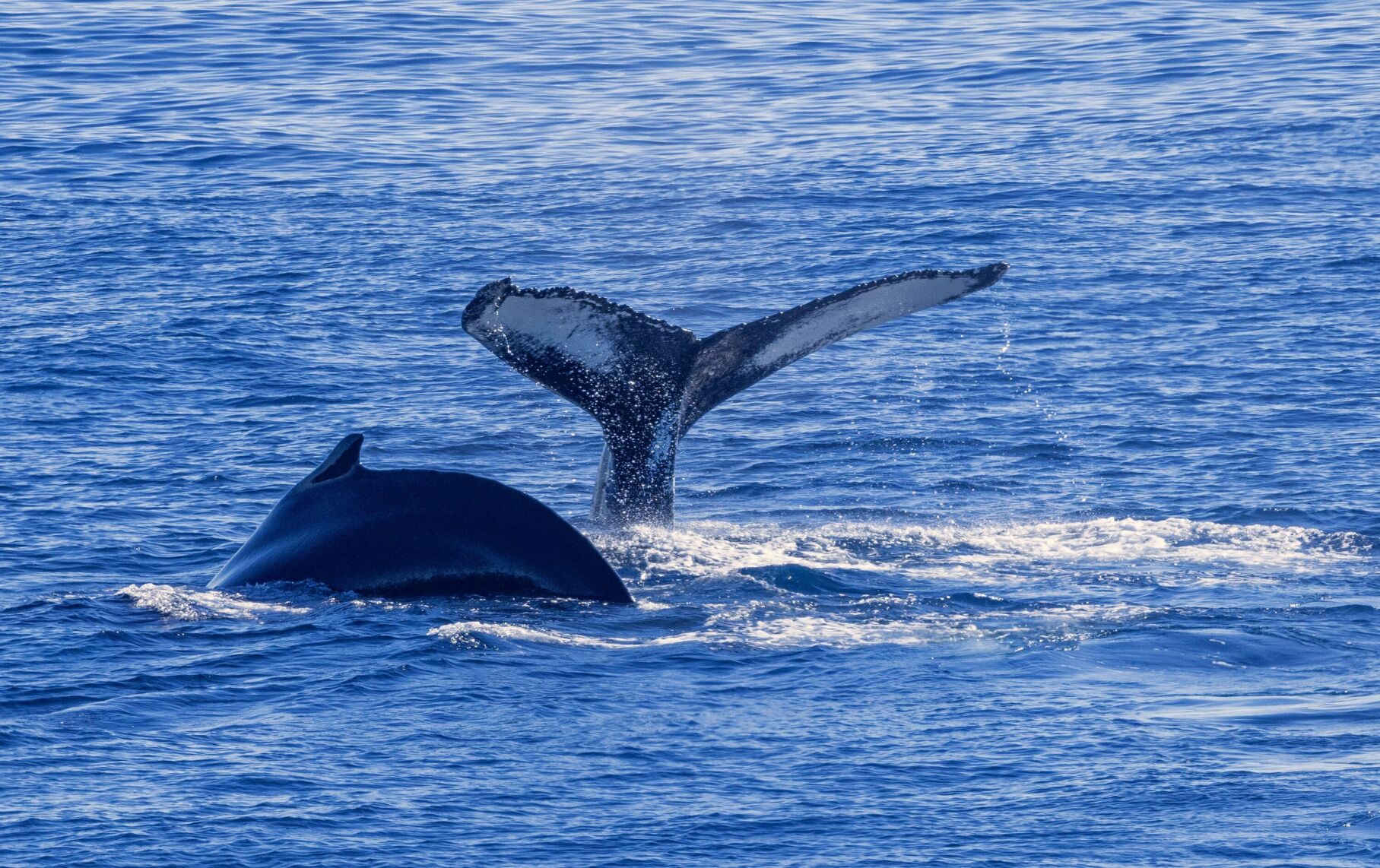 Whale Spotting At Sea CREDIT Swan Hellenic.JPG